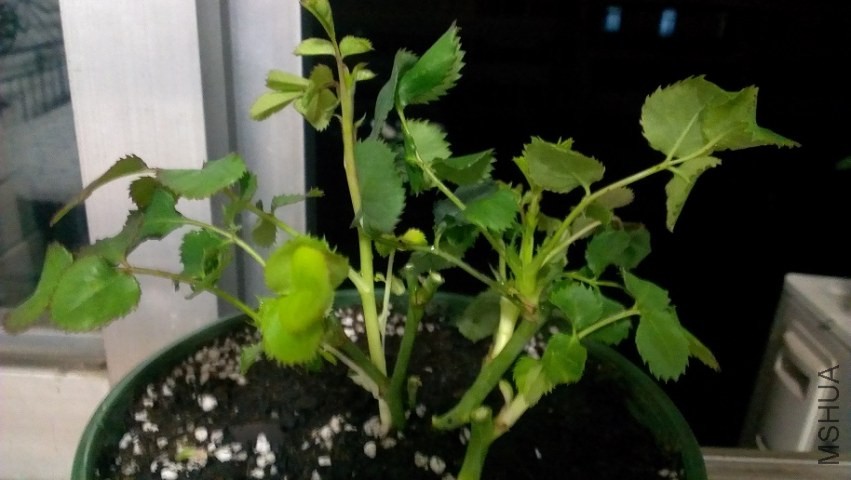 ���������С��