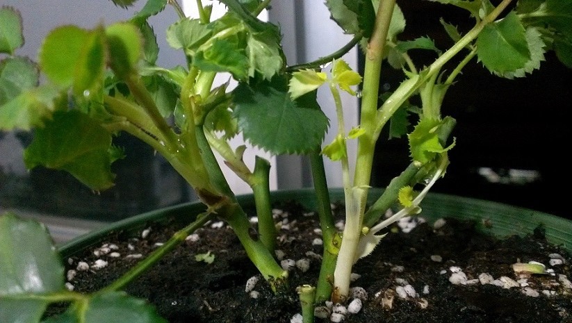 ����ϸ����ѿô��