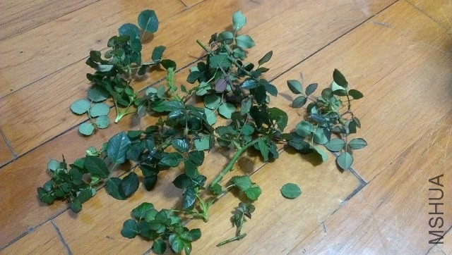 ����������ô��֦������ѿ������