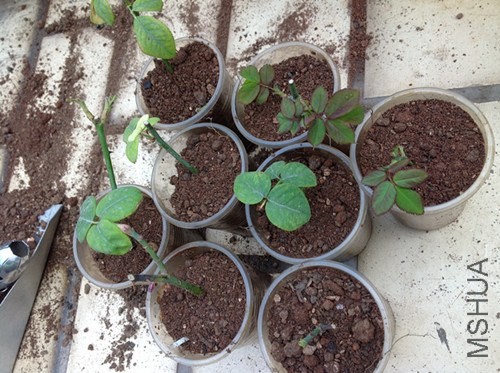 ������2-6 119_����_����.jpg