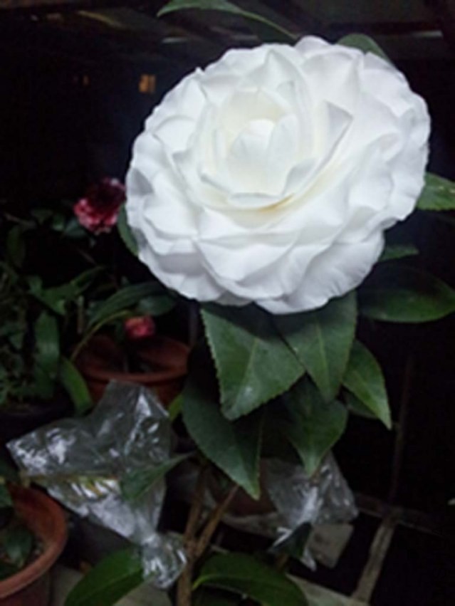 20140226_000543.jpg