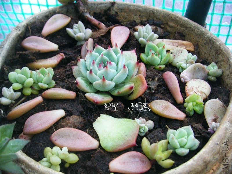 DSCF9488_����.jpg