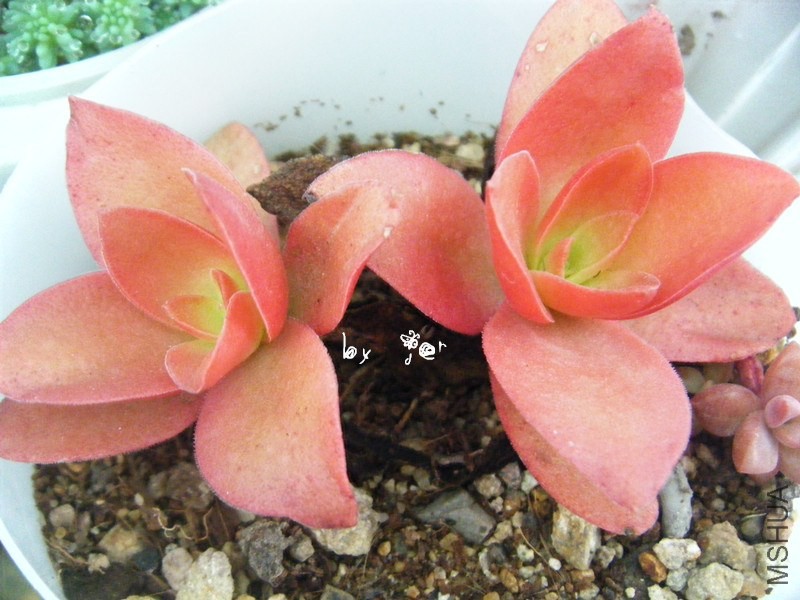 DSCF9481_����.jpg