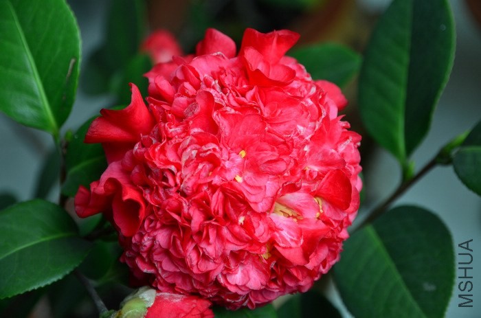 DSC_6596.jpg