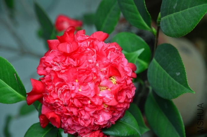 DSC_6599.jpg