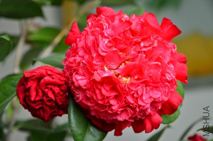 DSC_6601.jpg