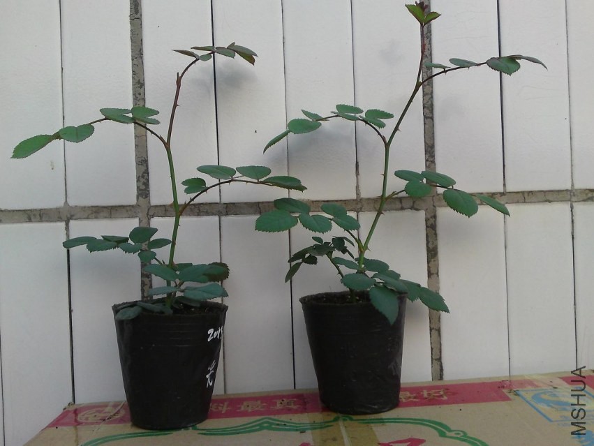 P23-02-14_17.52.JPG