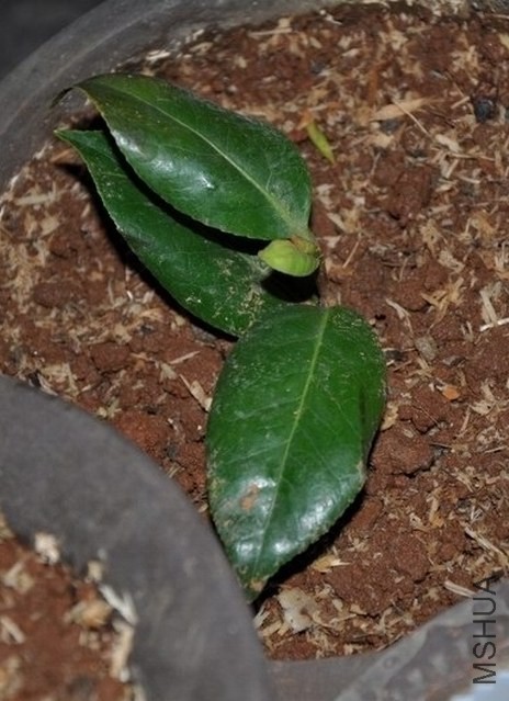 ά������������1 (1).JPG