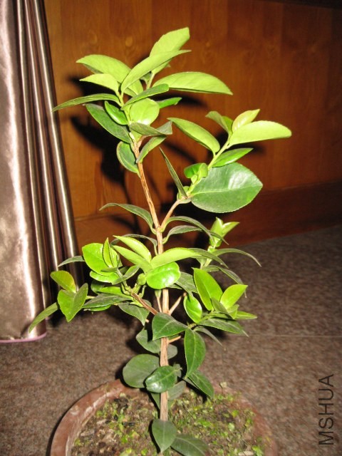 ά������������1 (22).JPG