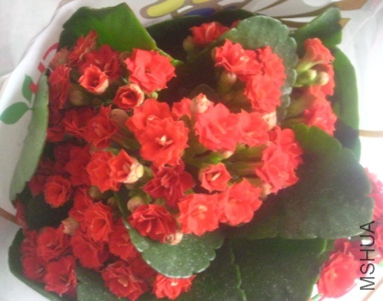�º��� 20CM  11.jpg