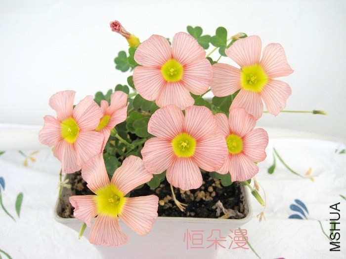 comosa pink.jpg