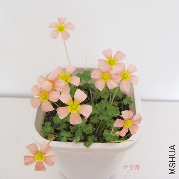 �Х�` Obtusa Oxalis Baroux ����.jpg