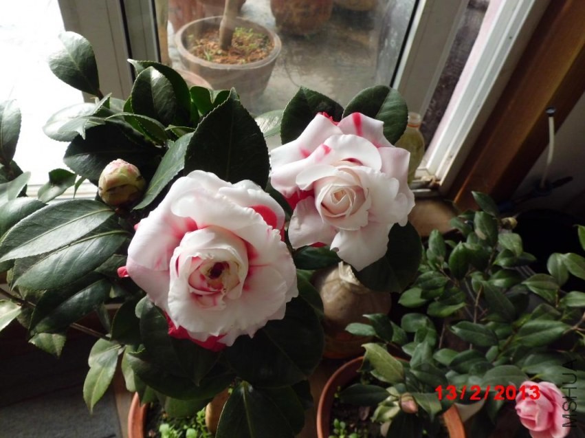 CIMG0817.JPG