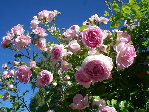 modern_kletterrose_jasmina.jpg