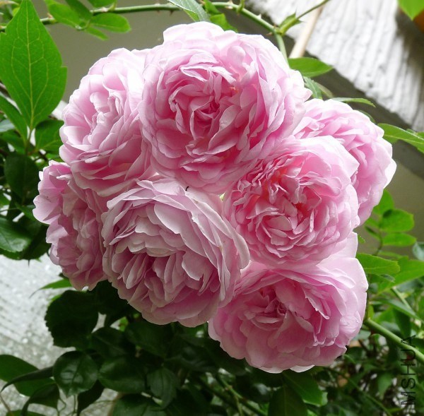 rose-jasmina-rosa-jasmina0.jpg