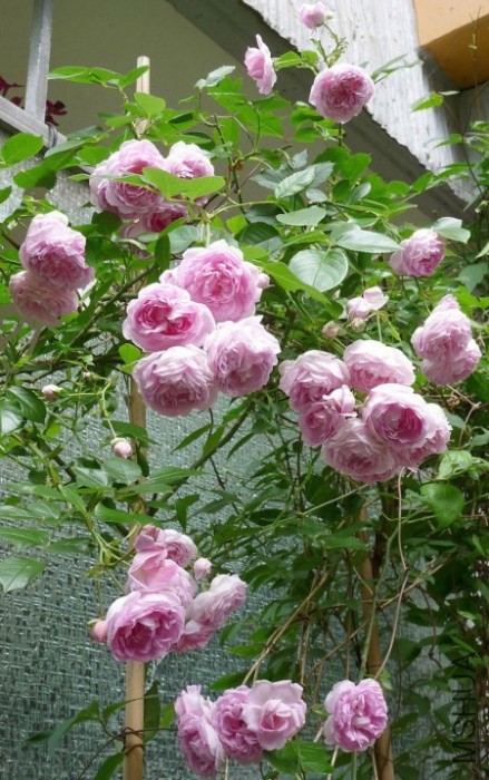 rose-jasmina-rosa-jasmina4.jpg