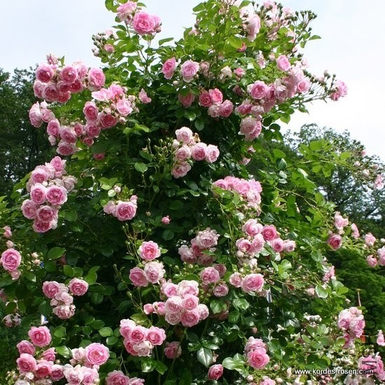 kletterrose_jasmina_3.jpg