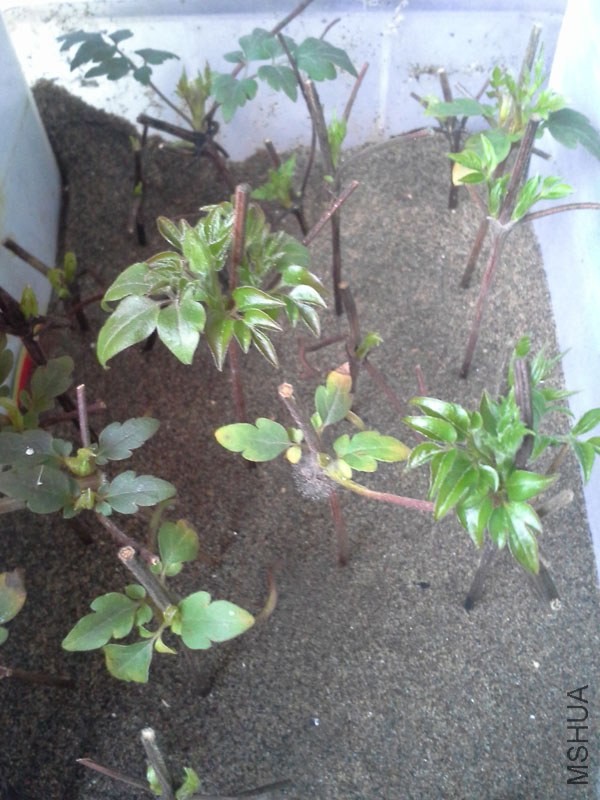 20140226_163541.jpg