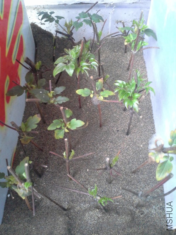 20140226_163531.jpg