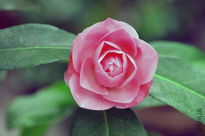 _DSC4999_edited-1.jpg