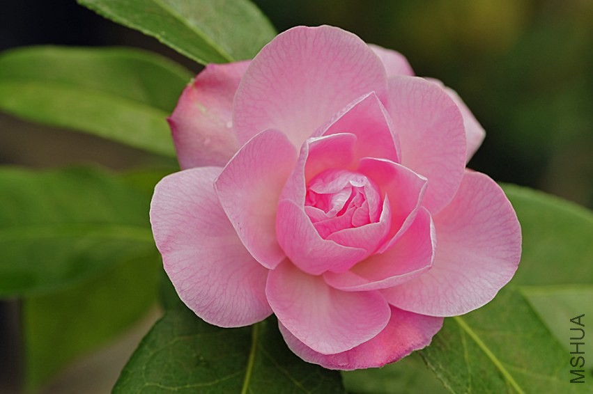 _DSC5010_edited-1.jpg