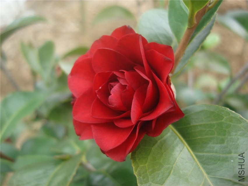 DSC00270.jpg