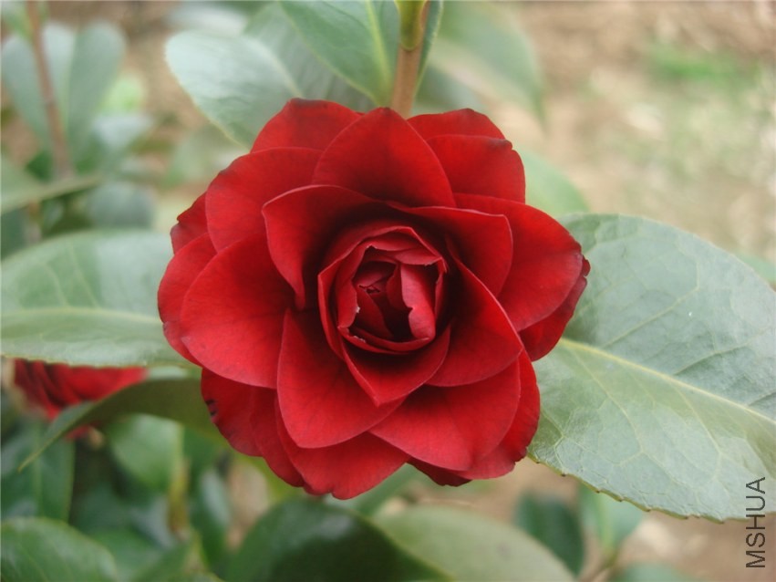 DSC00271.jpg