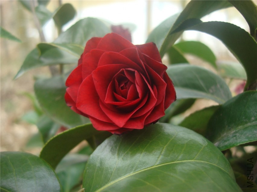 DSC00272.jpg