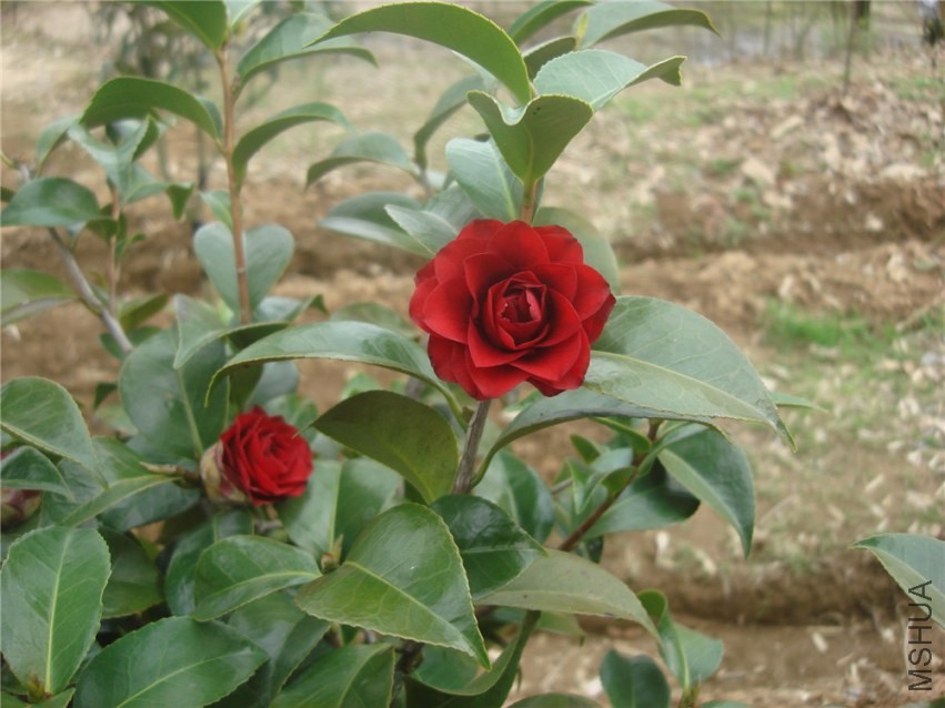 DSC00276.jpg