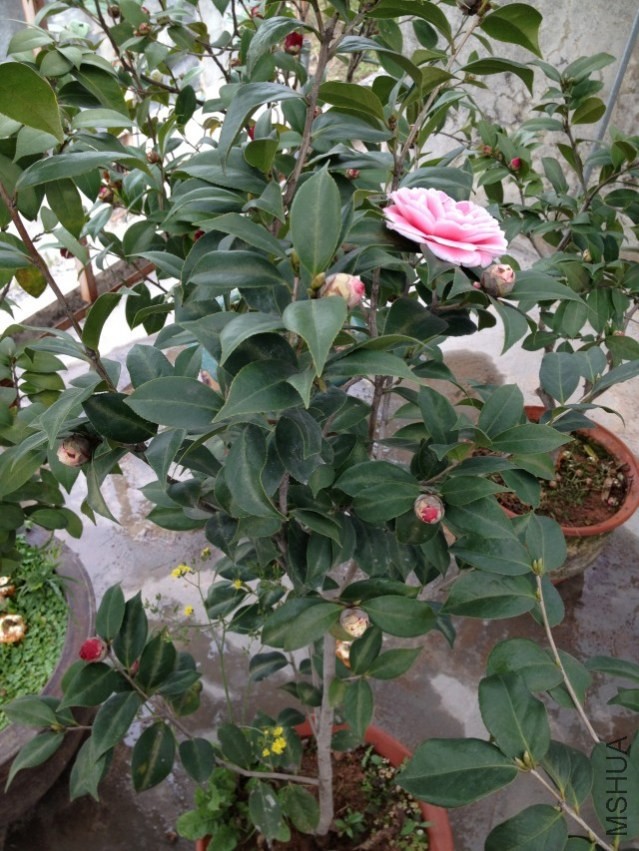 psbCAFP4MD9.jpg