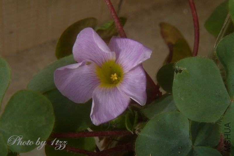 P1300671޹�²�-Сͼ.jpg
