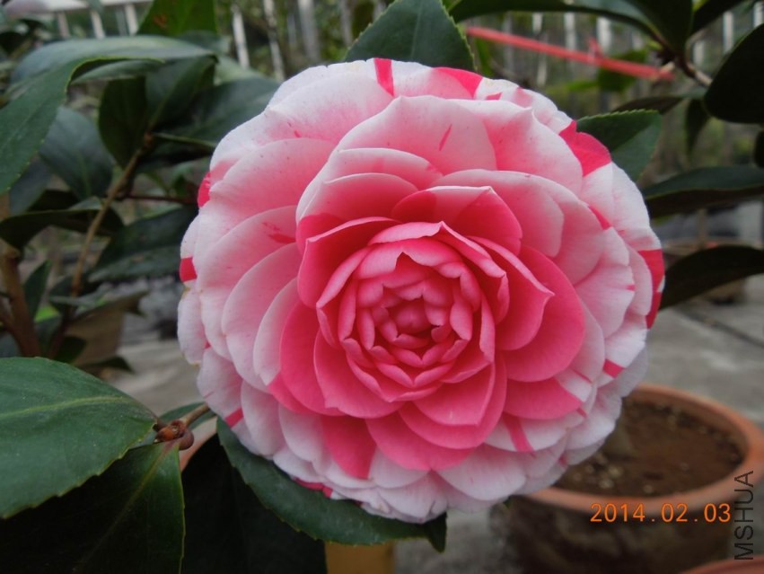 ������С DSCN0968.jpg