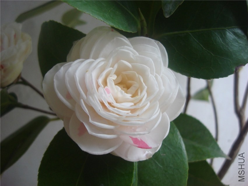 DSC00284.jpg