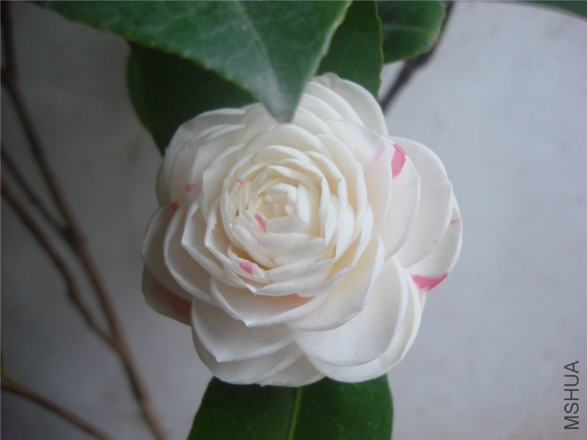 DSC00288.jpg