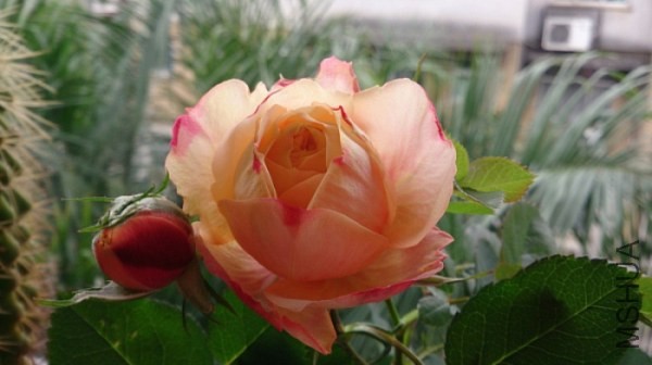 DSC_0099.jpg