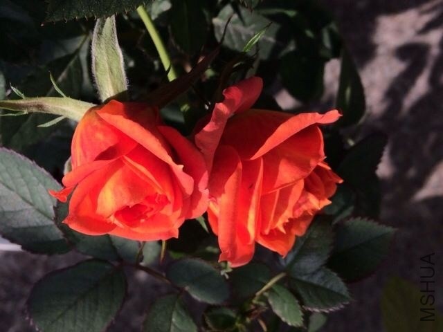 QQͼƬ20140301133444.jpg