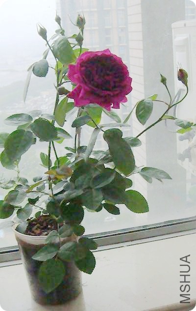 DSC04108.JPG
