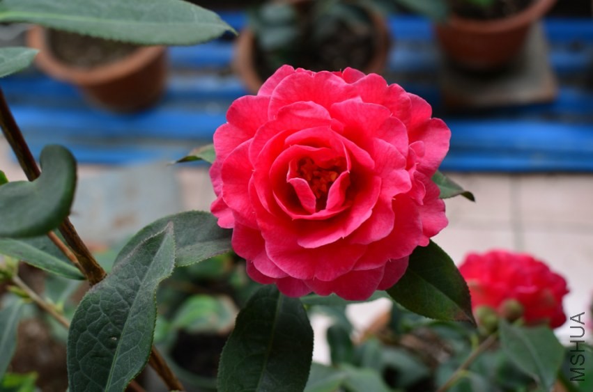 DSC_0065.jpg