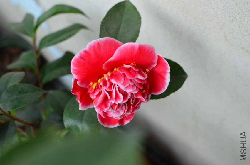 DSC_0051.jpg