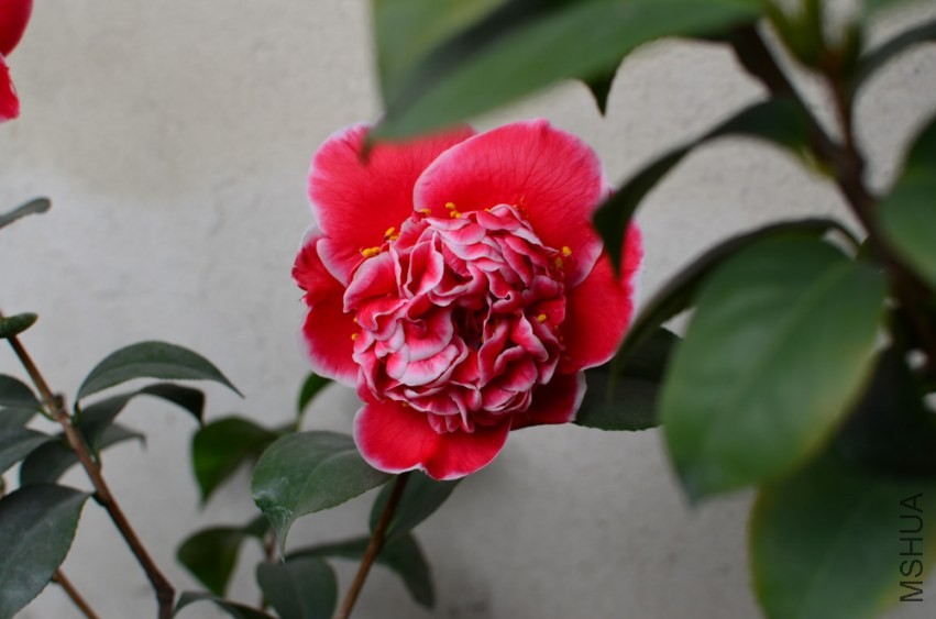 DSC_0063.jpg