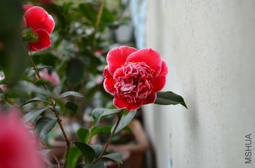 DSC_0068.jpg