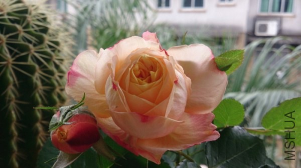 DSC_0113.jpg