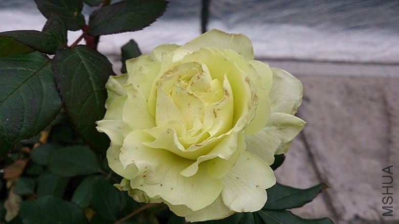 DSC_0108.jpg