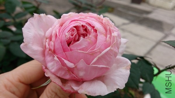 DSC_0107.jpg