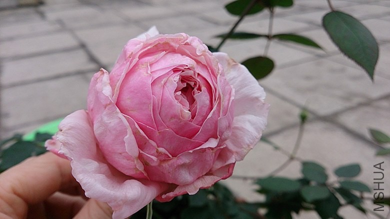 DSC_0105.jpg