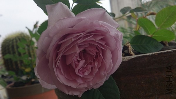 DSC_0081.jpg