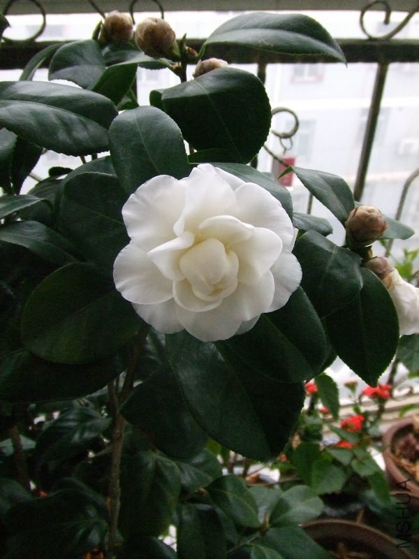 DSCF0707.JPG