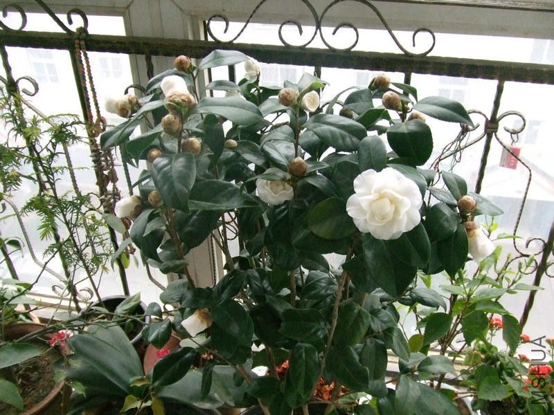 DSCF0708.JPG