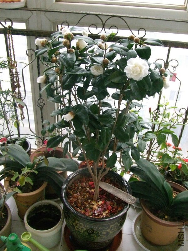 DSCF0709.JPG
