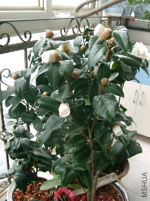 DSCF0710.JPG